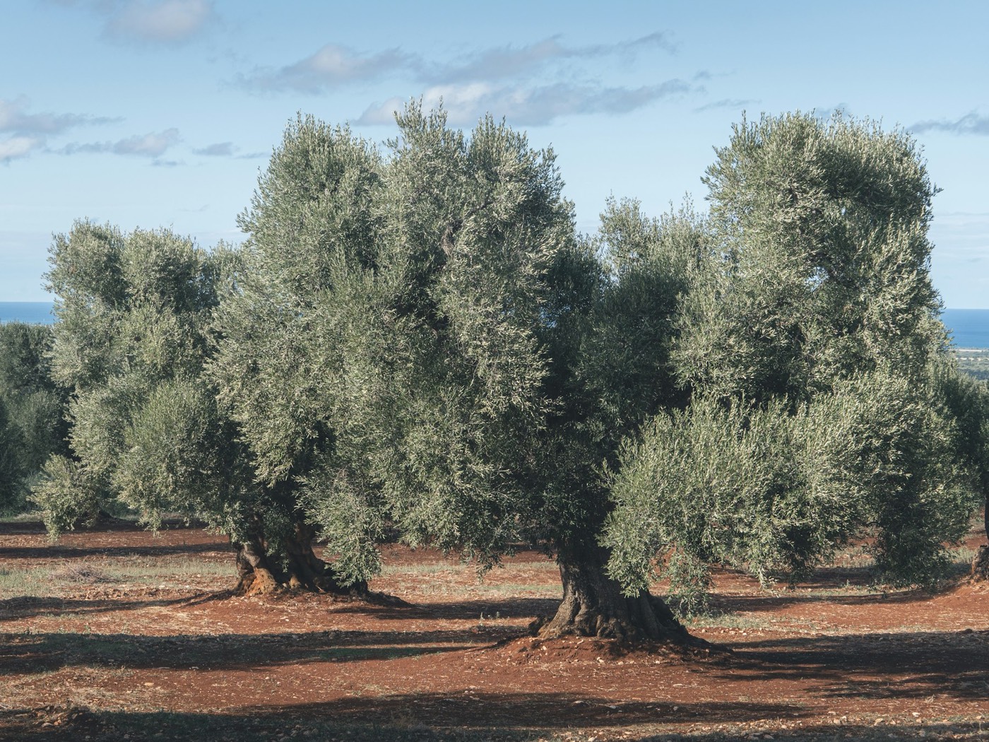 The grove at Sahl Rameen
